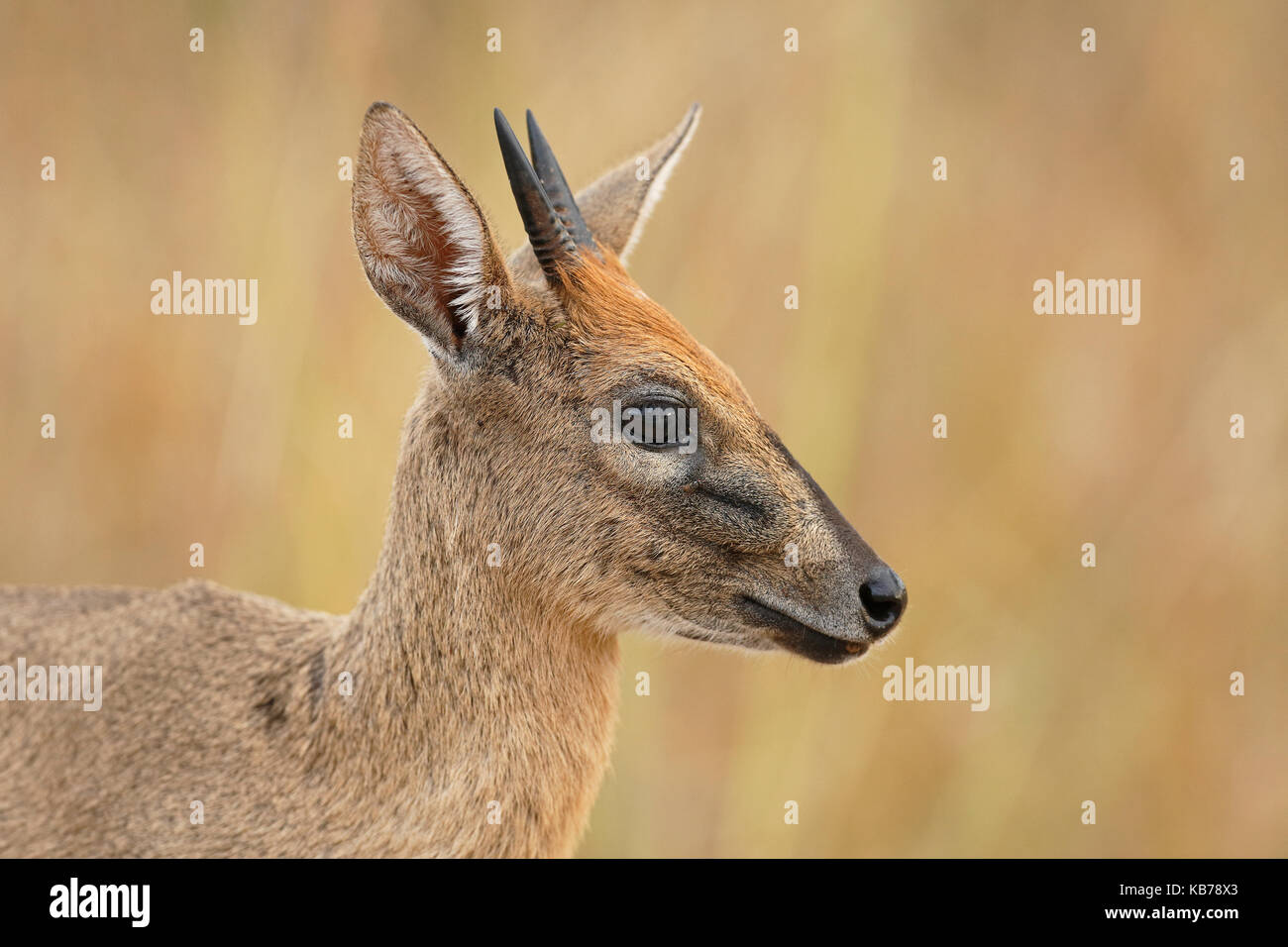 Common Duiker (Sylvicapra grimmia) portrait of a male, South Africa, Mpumalanga, Kruger National Park Stock Photo