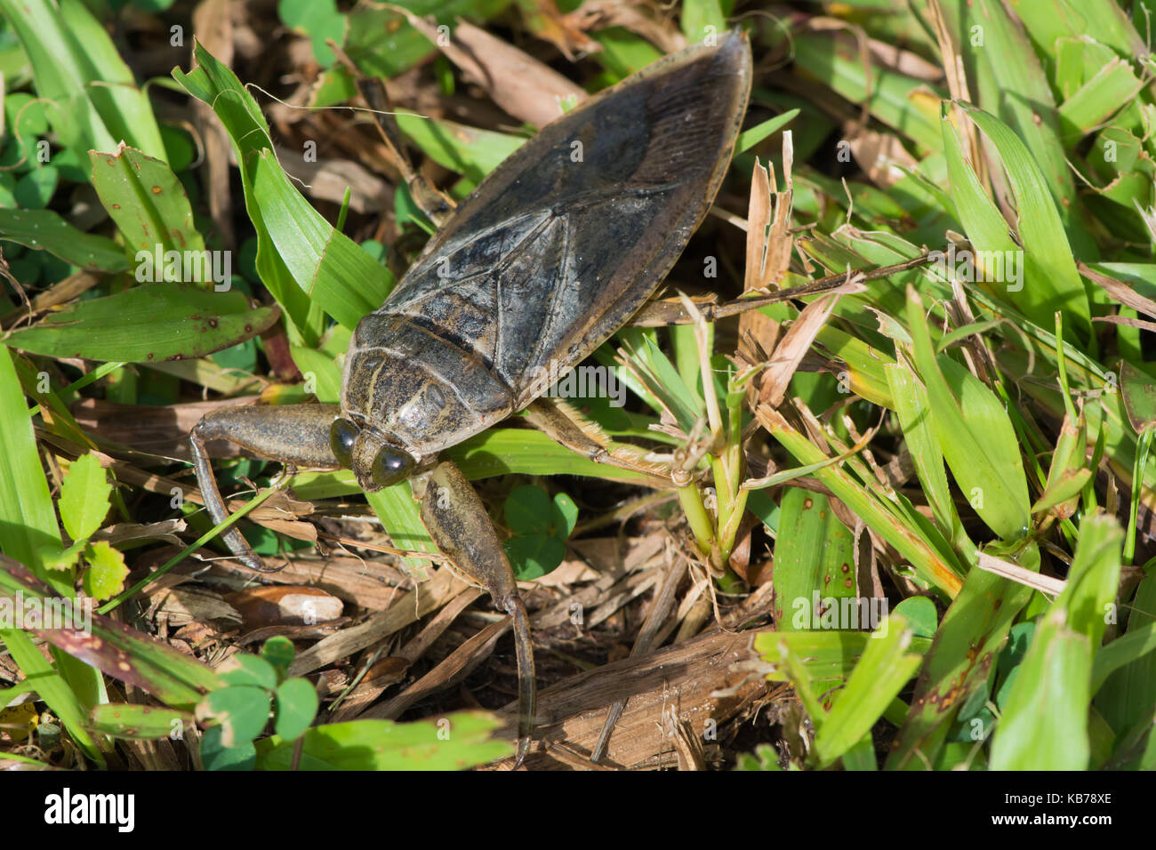 Giant Water Bug (Lethocerus sp.) crawling in short grass, The Gambia