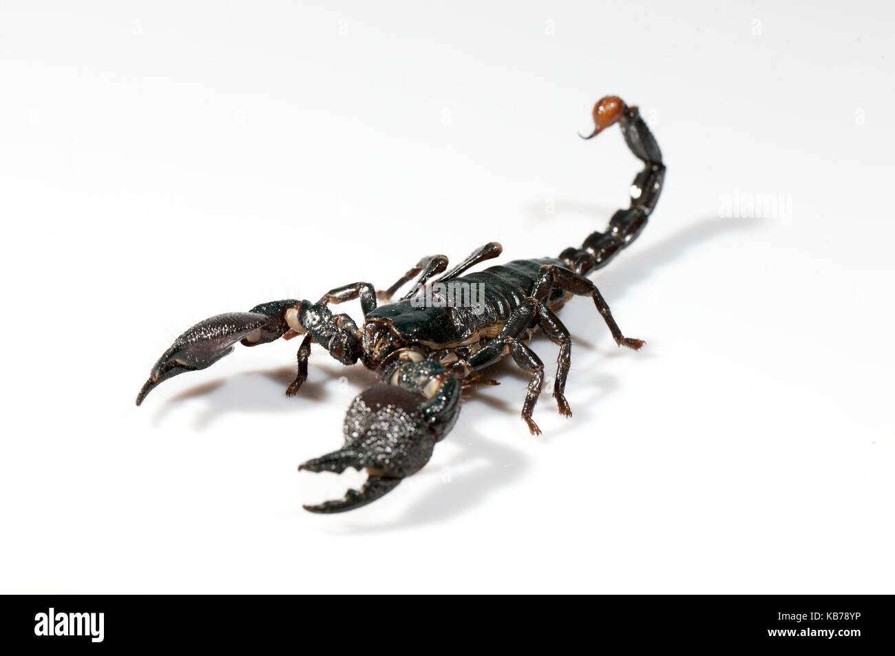 Emperor Scorpion (Pandinus imperator) in aggressive posture on white underground Stock Photo