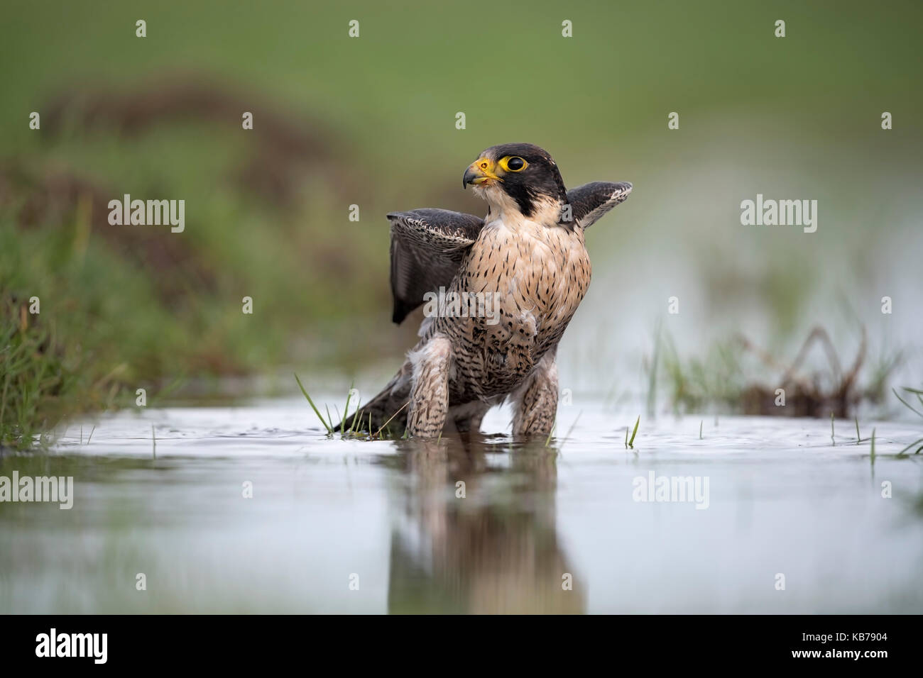 Peregrine Falcon (Falco peregrinus) takes a bath in a ditch, while looking at camera, The Netherlands, Overijssel, Kampen, Kampereiland Stock Photo