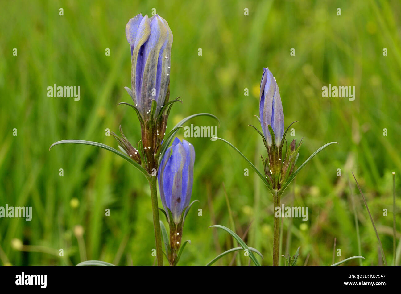 Marsh Gentian (Gentiana pneumonanthe) in the Eexterveld with eggs of the Alcon Bleu butterfly (Phengaris alcon), The Netherlands, Drenthe, National Parc Drentsche Aa Stock Photo