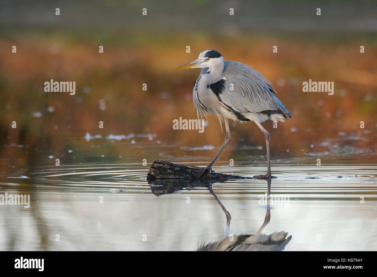 Grey Heron (Ardea cinerea) standing on a branch in the water, The Netherlands Stock Photo