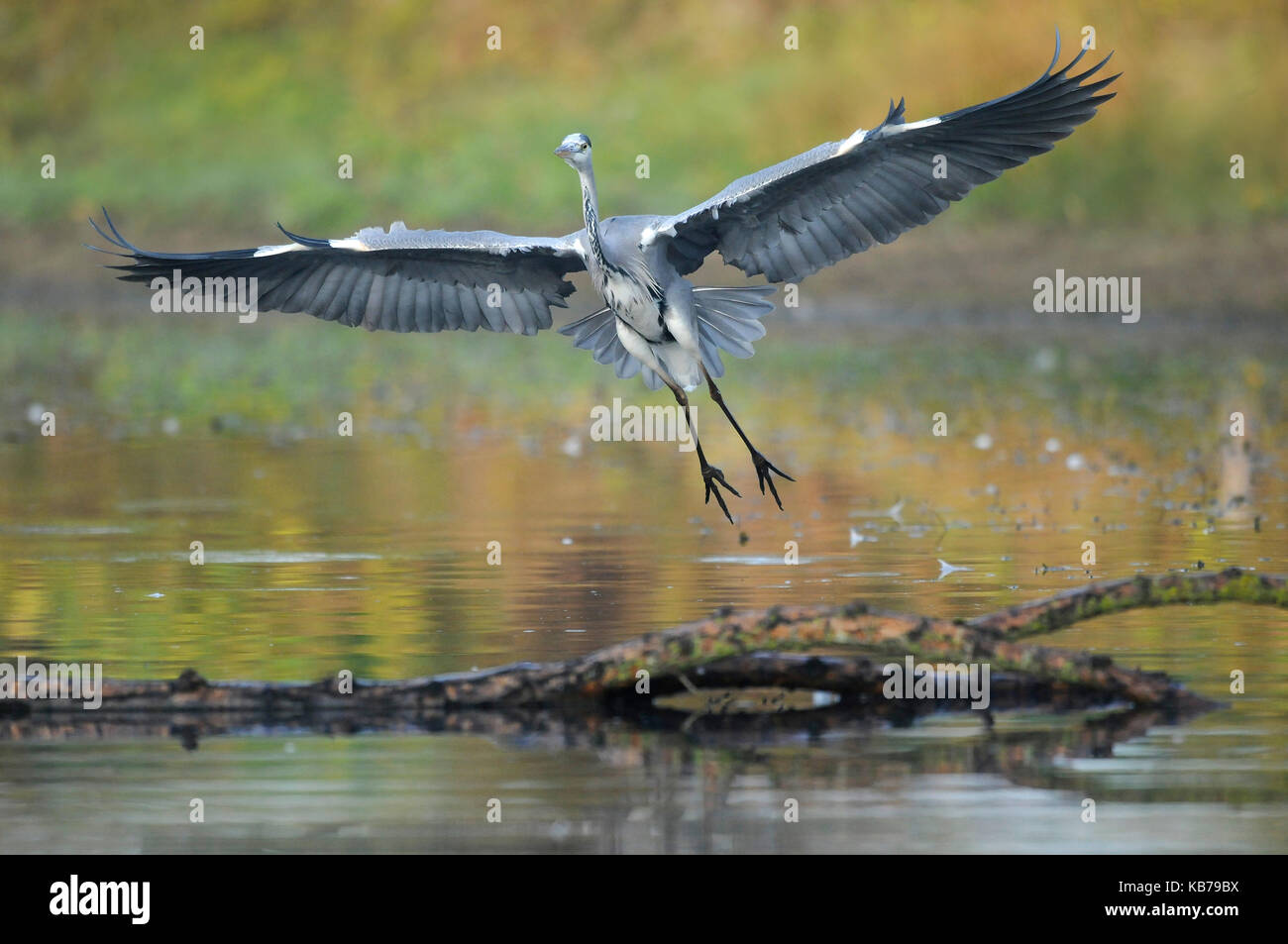 Grey Heron (Ardea cinerea) taking off from a branch in the water, The Netherlands Stock Photo