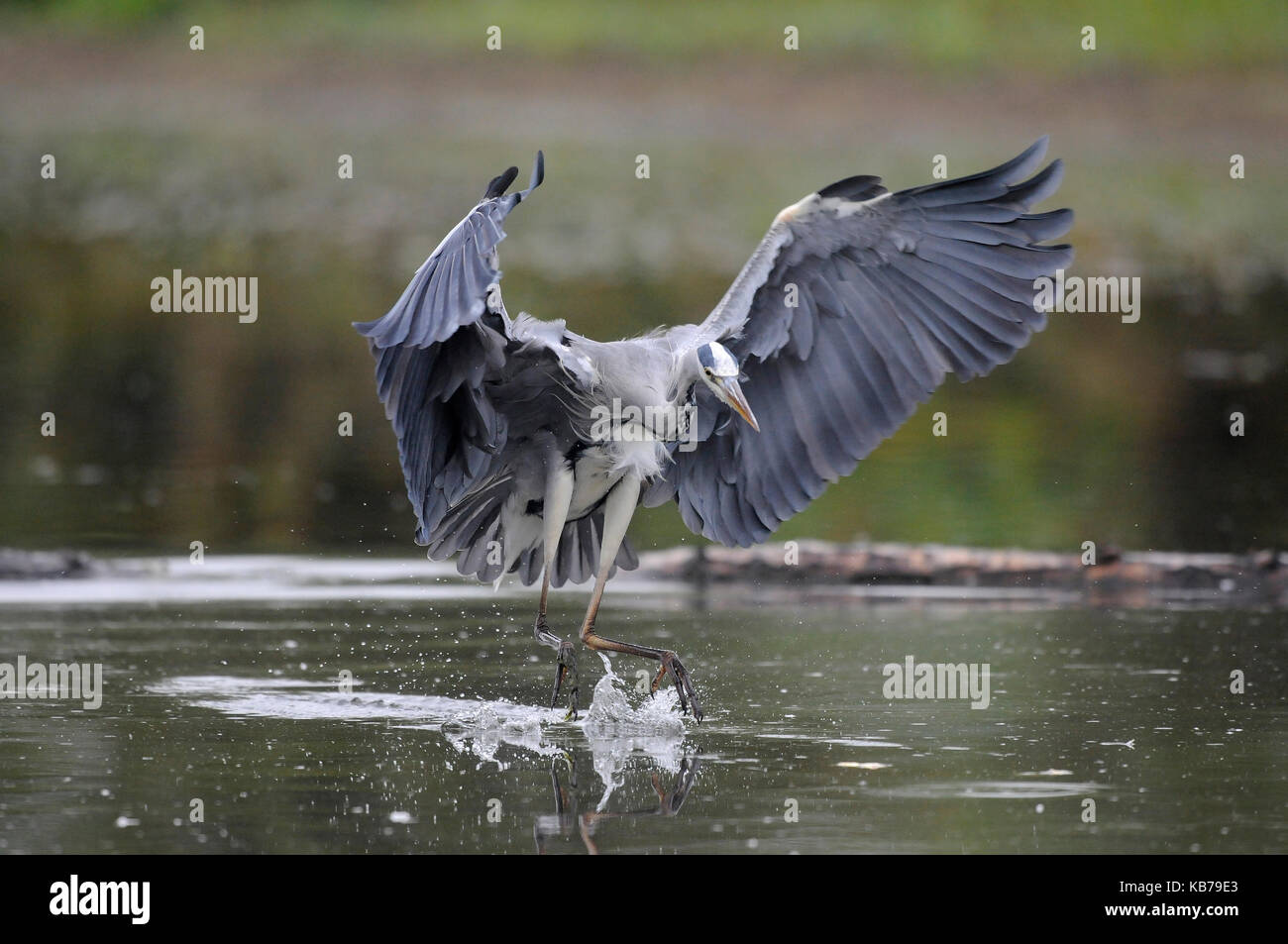 Grey Heron (Ardea cinerea) landing in the water, The Netherlands Stock Photo