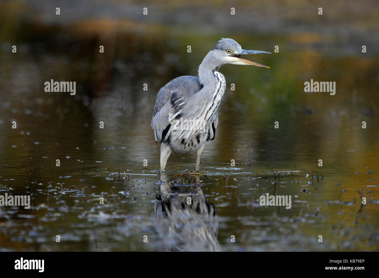 Grey Heron (Ardea cinerea) standing in the water, The Netherlands Stock Photo