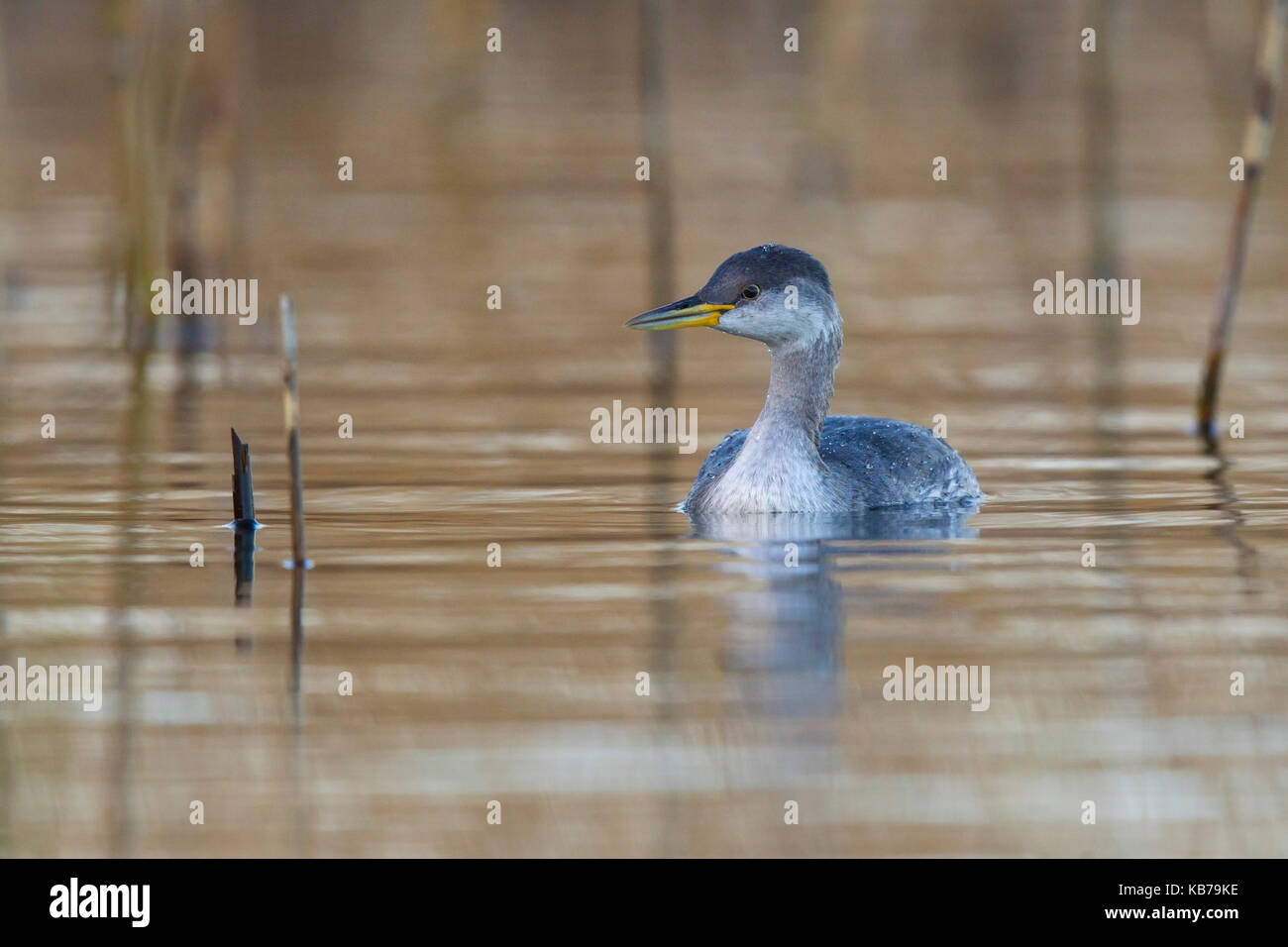 Red-necked Grebe (Podiceps grisegena) swimming in reed border, The Netherlands, Flevoland Stock Photo