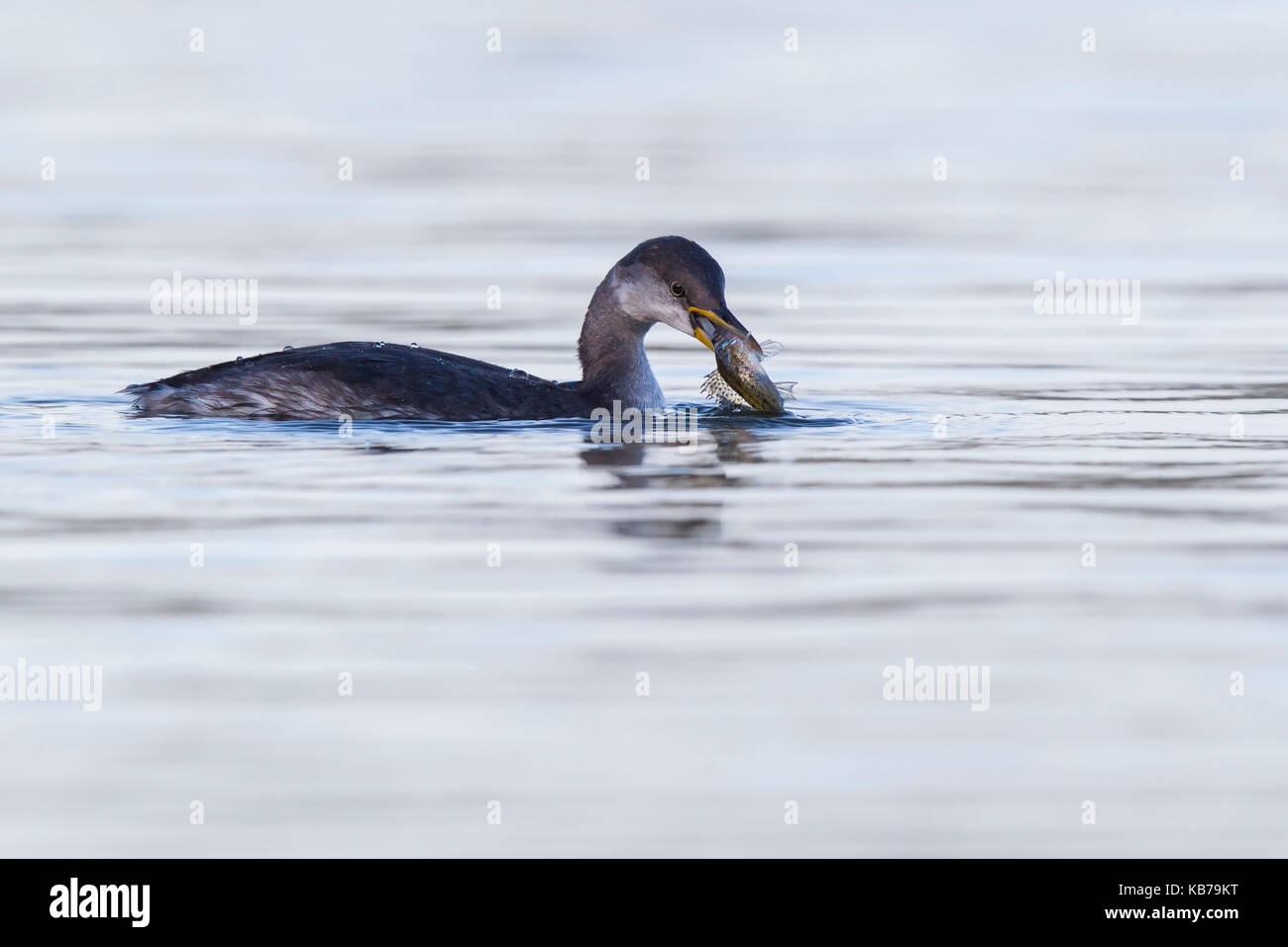 Red-necked Grebe (Podiceps grisegena) catching a Eurasian Ruffe ...