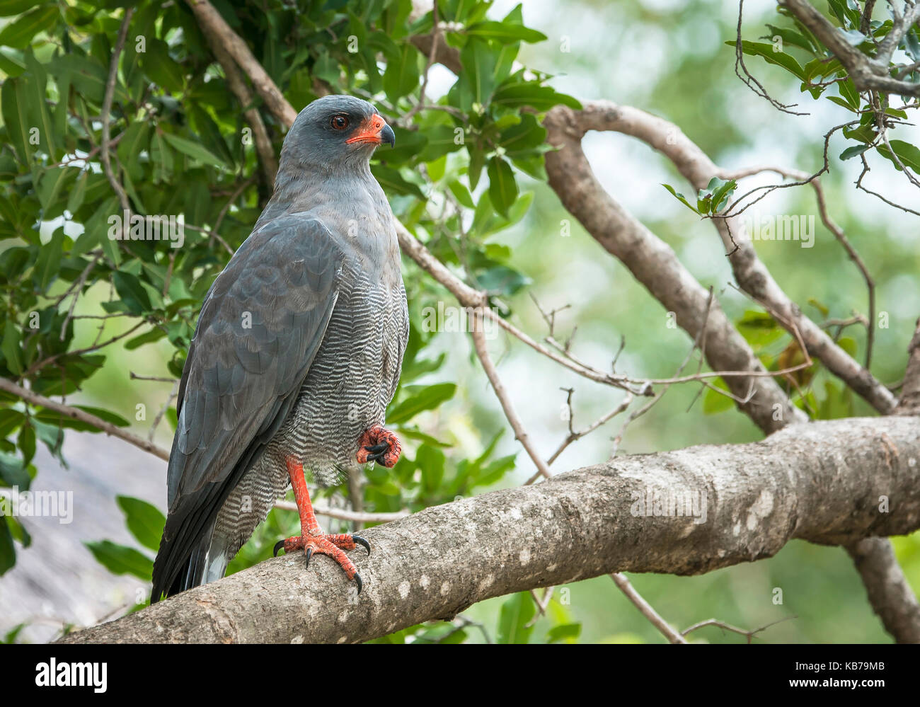 Dark Chanting Goshawk (Melierax metabates) resting in a tree with one claw up, South Africa, Mpumalanga, Marloth Park Stock Photo