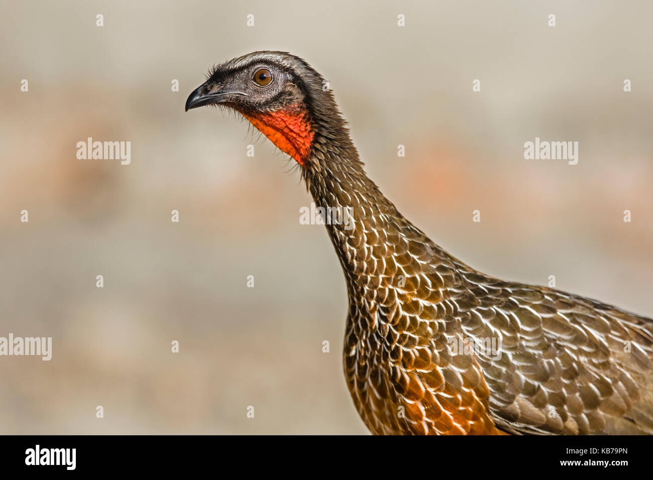 Chestnut-bellied Guan (Penelope ochrogaster) portrait, Brazil, Mato ...