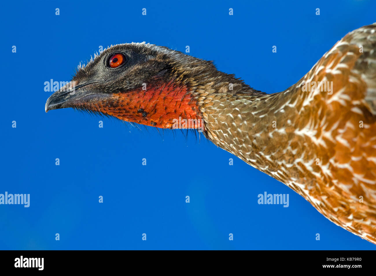 Chestnut-bellied Guan (Penelope ochrogaster) portrait, Brazil, Mato ...