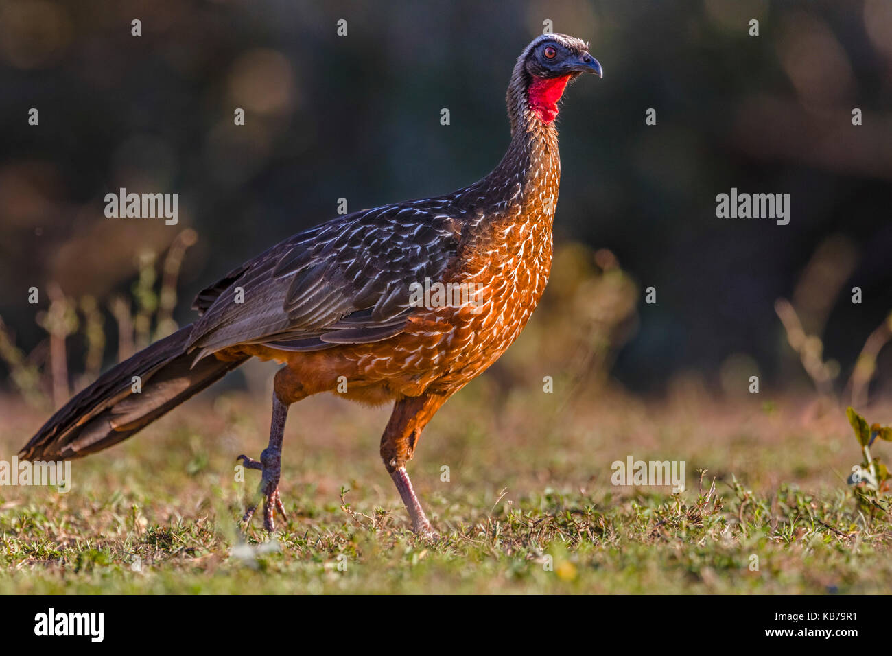 Chestnut-bellied Guan (Penelope ochrogaster) walking, Brazil, Mato ...
