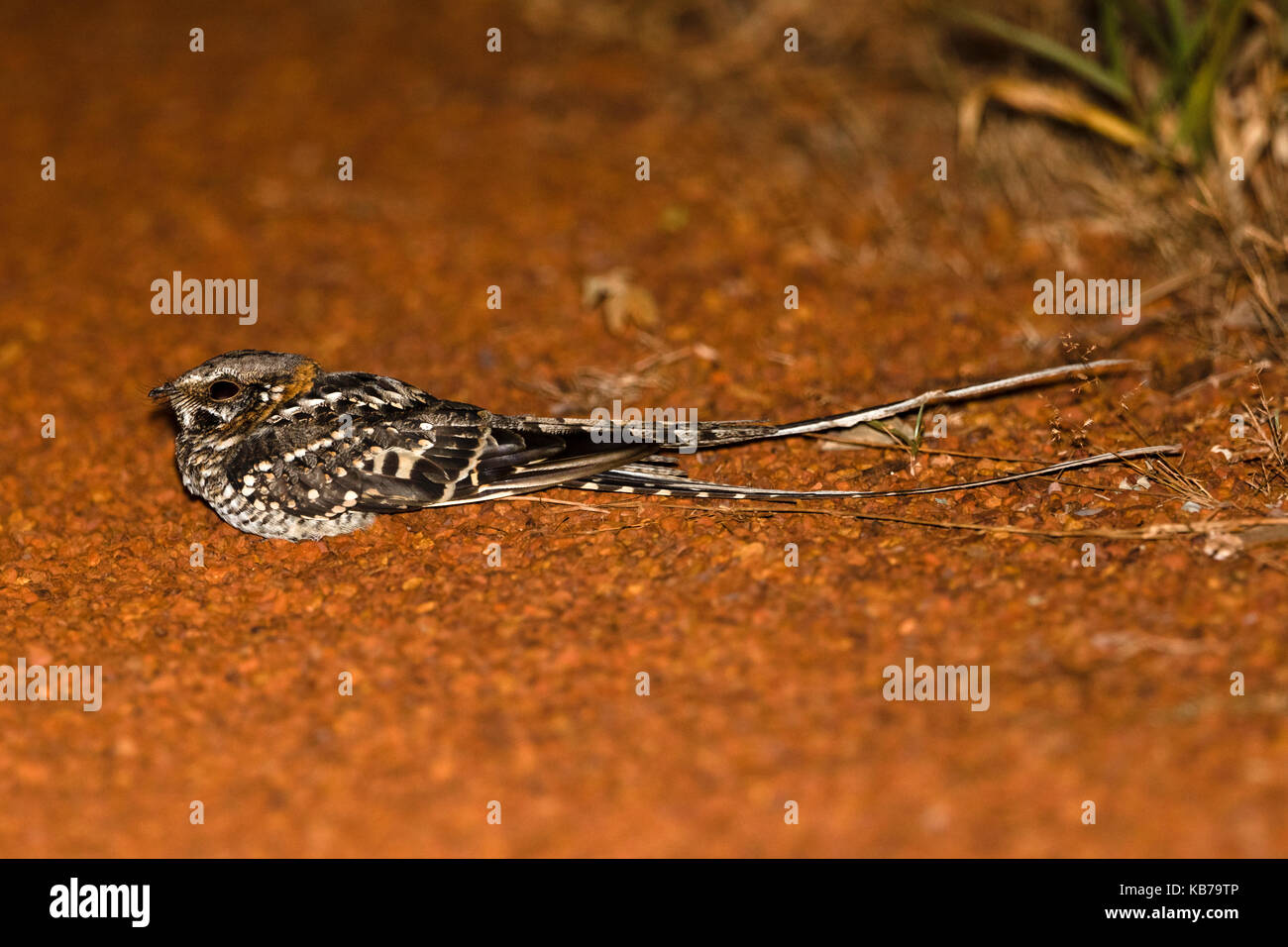 Scissor-tailed Nightjar (Hydropsalis torquata) resting on gravel road at night, Brazil, Mato Grosso, Chapada dos Guimaraes National Park Stock Photo