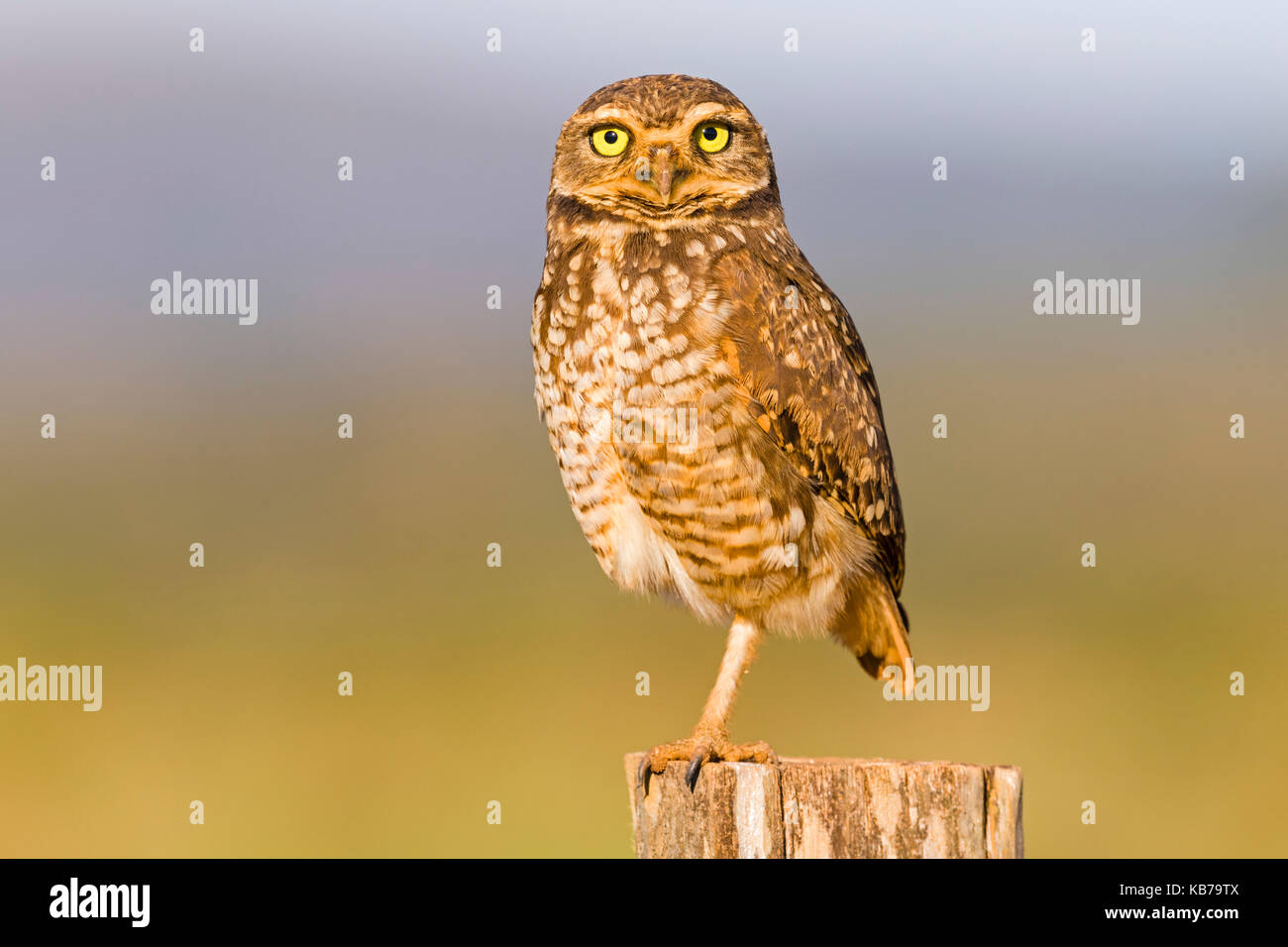 Burrowing Owl (Athene cunicularia) on the lookout, Brazil, Mato Grosso, Chapada dos Guimaraes National Park Stock Photo