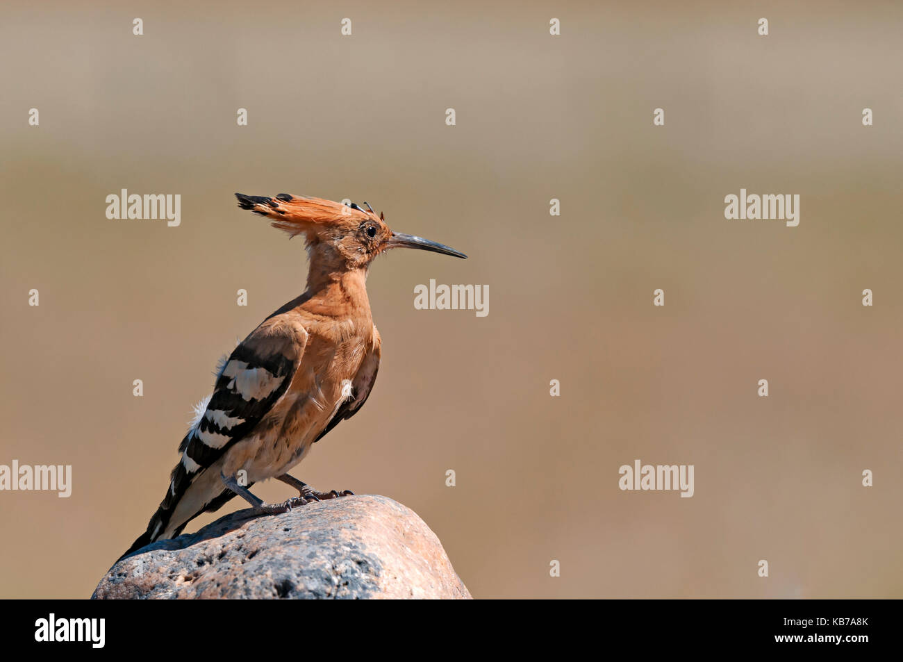 Hoopoe (Upupa epops) young bird resting on a rock, Spain, Extremadura, Extremadura Stock Photo