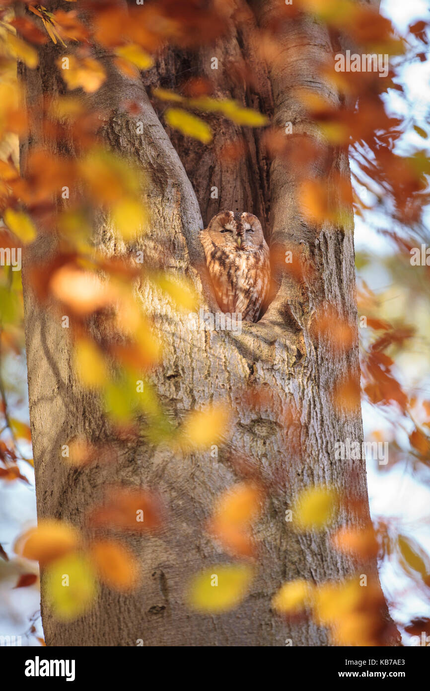 One Towny Owl (Strix aluco) perched in a cavity of a Common Beech (Fagus sylvatica) with autumn coloured leafes in the foreground, the Netherlands, Utrecht, Laarsenberg Stock Photo