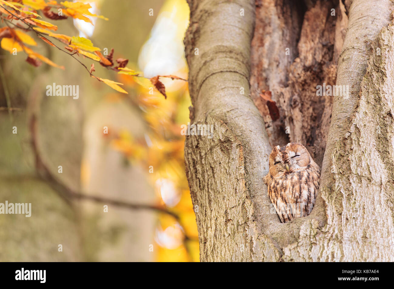 One Towny Owl (Strix aluco) perched in a cavity of a Common Beech (Fagus sylvatica), the Netherlands, Utrecht, Laarsenberg Stock Photo