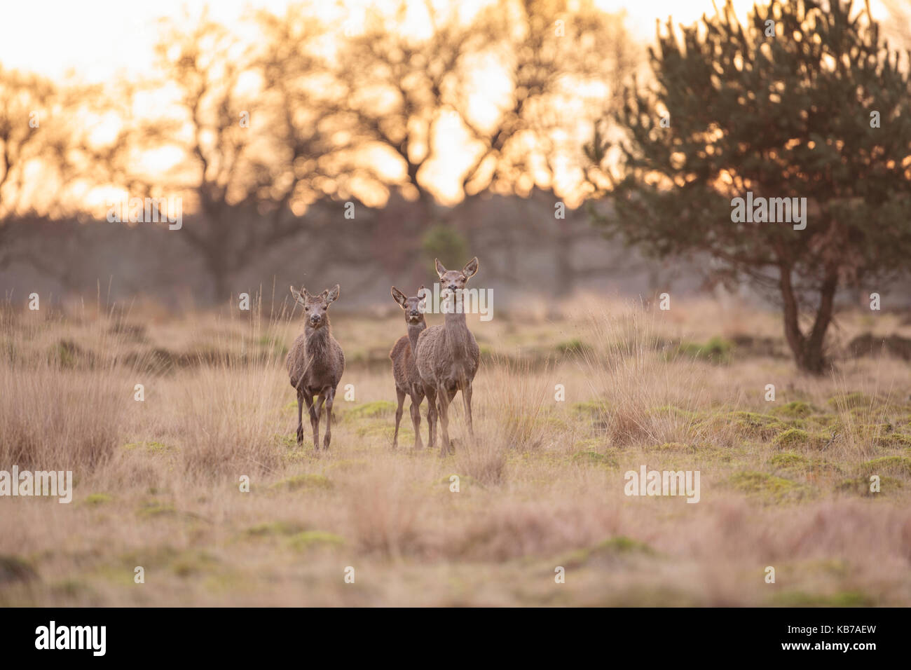 Three  Red Deer (Cervus elaphus) standing in an open field with Purple Moor-grass (Molinia caerulea), the Netherlands, gelderland, Deelerwoud Stock Photo