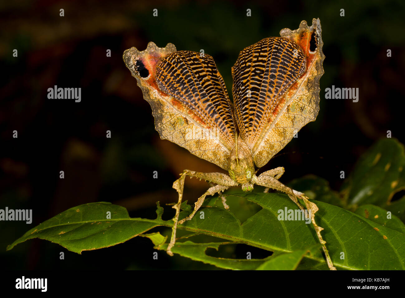 Leaf Mimic Katydid (Tettigoniidae) using a defensive display, Ecuador, Napo, San Jose de Payamino Stock Photo