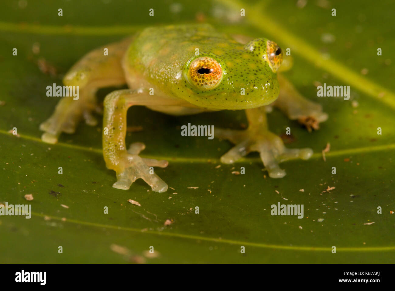 Upper Amazon Glass Frog (Hyalinobatrachium munozorum) sitting on a leaf