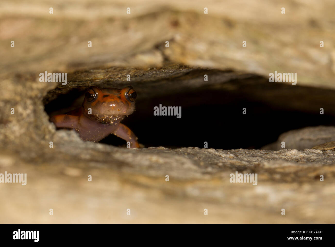 Cave Salamander (Eurycea lucifuga) peering out of its crevice, USA, Illinois, Wolf Lake Stock Photo