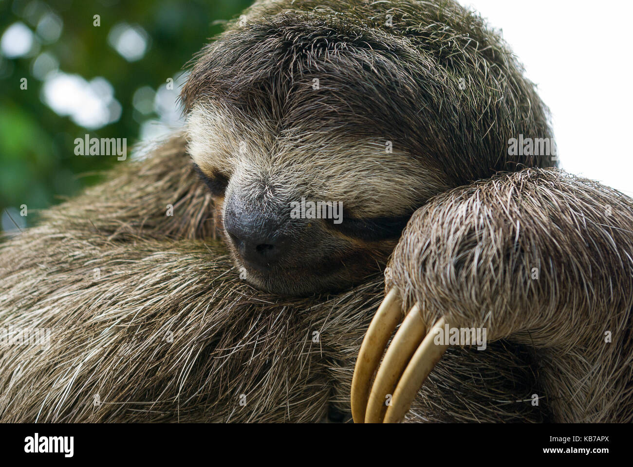 Brown Throated Three Toed Sloth Bradypus Variegatus Sleeping During