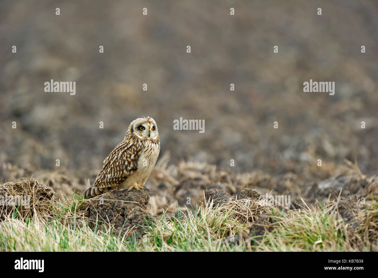 Short-eared Owl (Asio flammeus) sitting on agricultural land, The Netherlands, Zuid-Holland Stock Photo