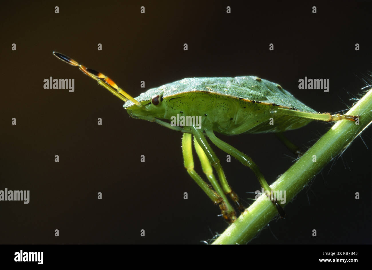 Green Shield Bug (Palomena prasina) on a plant stem against a black background, Belgium Stock Photo