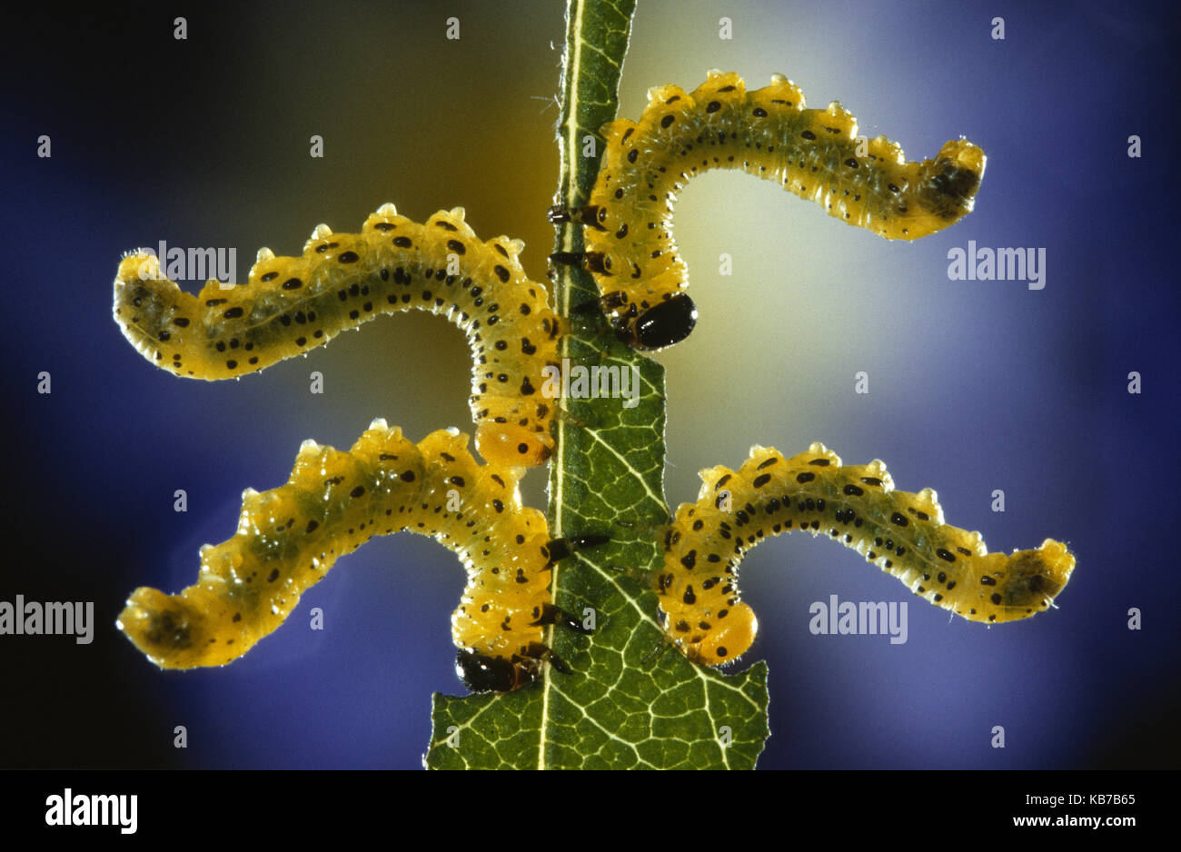 Sawfly (Allantus scrophulariae) larvae feeding on a leaf with a flower in the background, Belgium Stock Photo