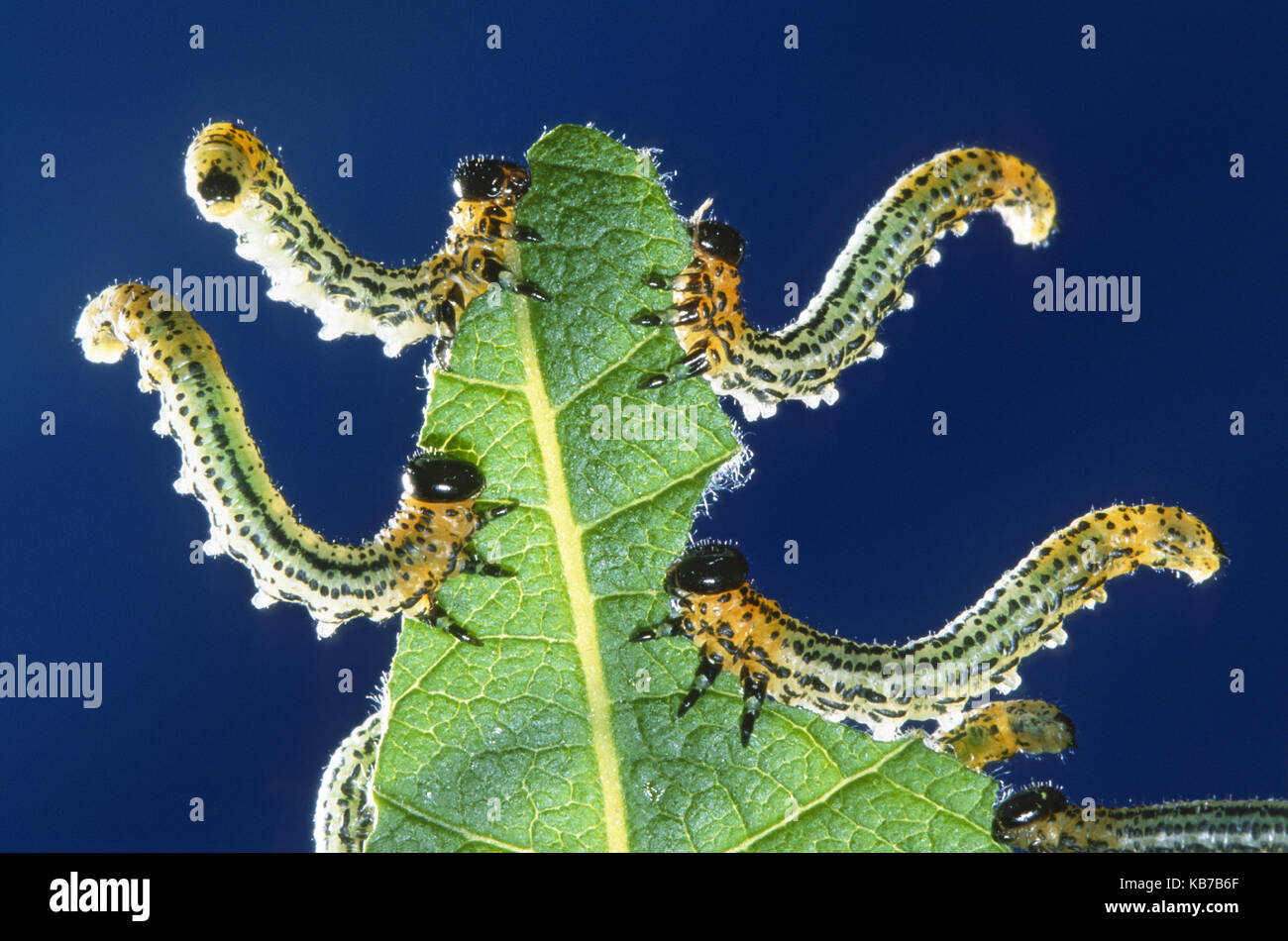 Sawfly (Allantus scrophulariae) larvae feeding on a leaf against a blue background, Belgium Stock Photo