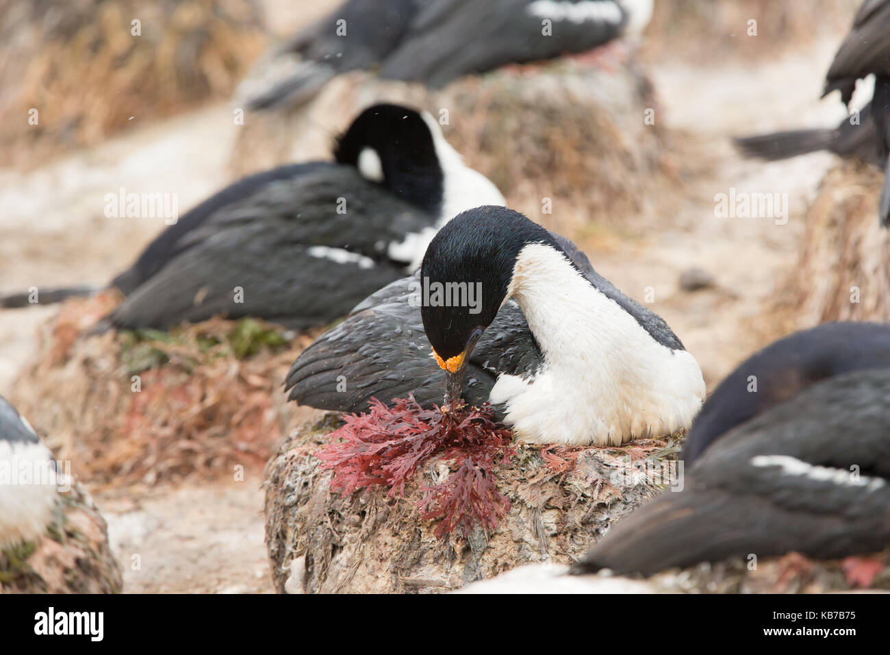 King Cormorant (Phalacrocorax atriceps) building nest at colony, Falkland Islands, Sea Lion Island Stock Photo