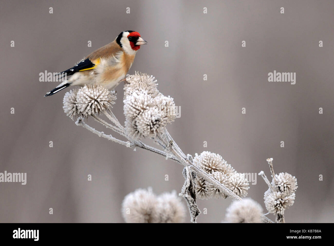 European Goldfinch (Carduelis carduelis) foraging on the seeds of a Burdock (Arctium sp.) thistle, The Netherlands Stock Photo