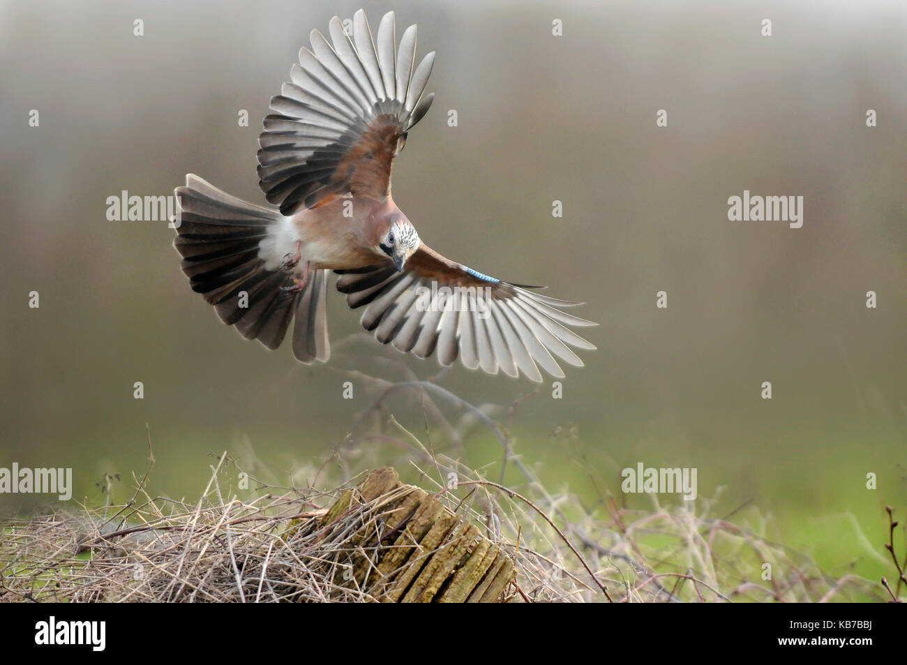 Eurasian Jay (Garrulus glandarius) flying, The Netherlands Stock Photo
