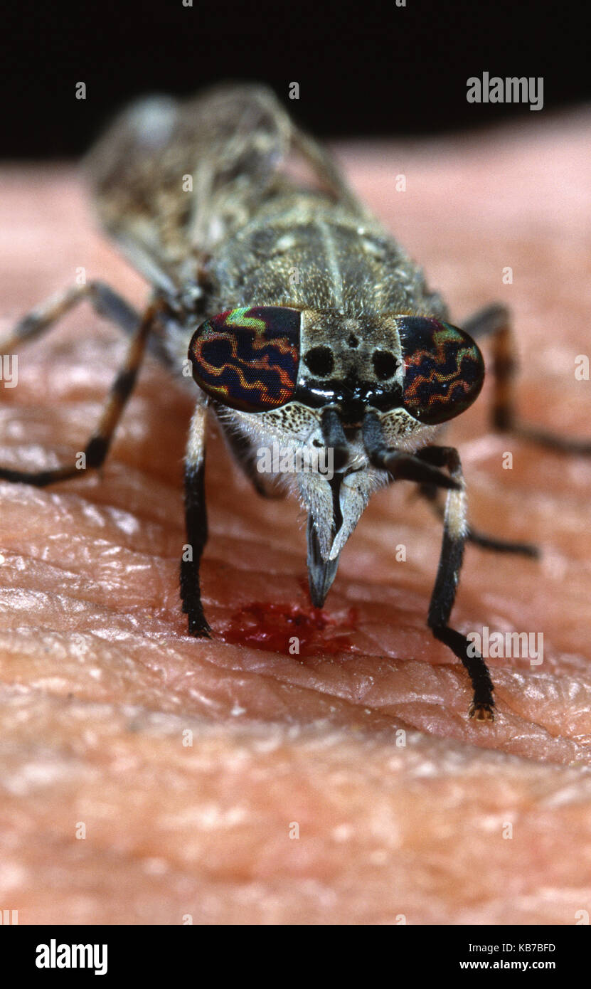 Horsefly Bite Stock Photos & Horsefly Bite Stock Images Alamy
