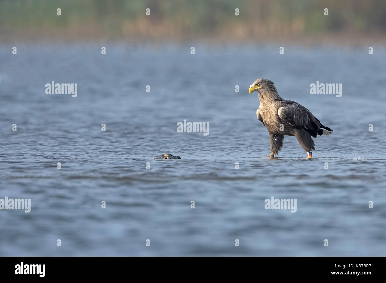 White-tailed eagle (Haliaeetus albicilla) looking at his just caught prey and standing in shallow water, The Netherlands, Overijssel, Kampen, Ketelmeer Stock Photo