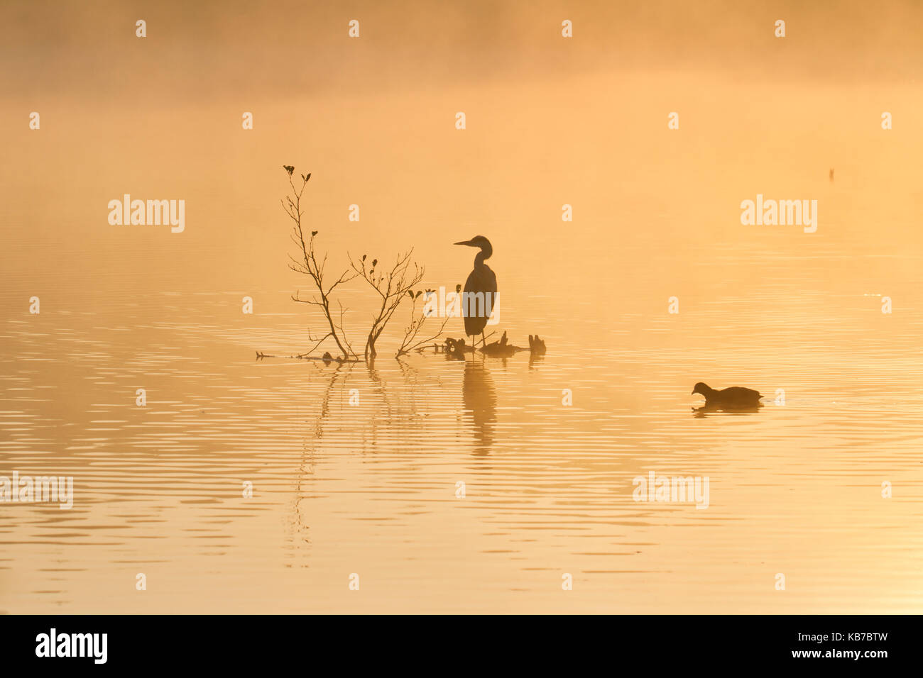 Silhouette of a Grey heron (Ardea cinerea) standing on a perch in the middle of a lake with a coot (Fulica atra) swimming past and morning mist all around, United Kingdom, Devon, Stover Country Park Stock Photo