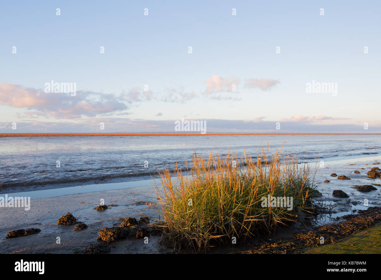 Wadden sea with Common cordgrass (Spartina anglica) at low tide at sunset, The Netherlands, Friesland, Wadden sea Stock Photo