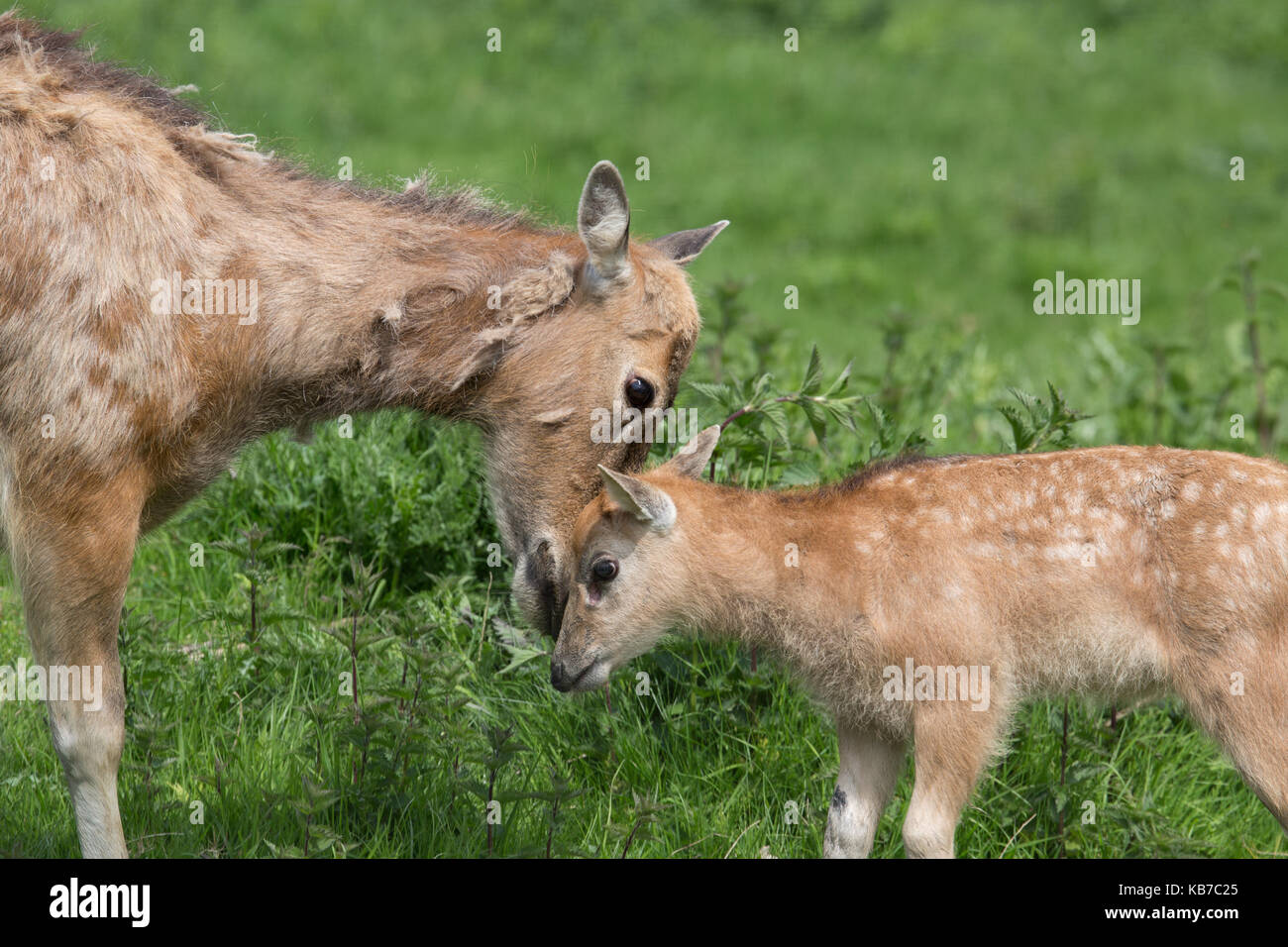 Pere David's Deer (Elaphurus davidianus) mother and calf interacting, The Netherlands, Flevoland, Nature Park Lelystad Stock Photo