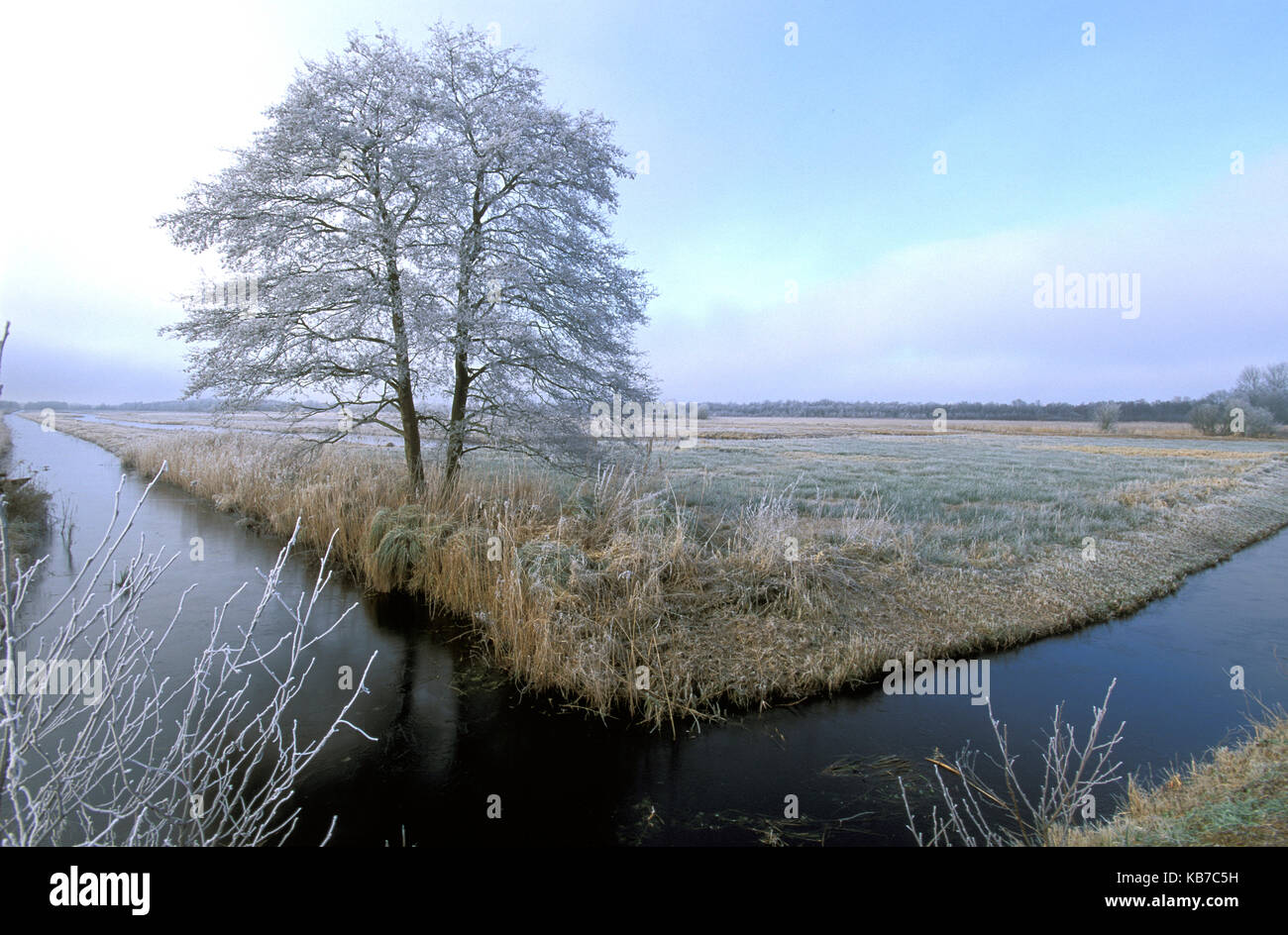 Common Alder (Alnus glutinosa) on marsh with white frost, The Netherlands, Overijssel, National Park Weerribben-Wieden Stock Photo