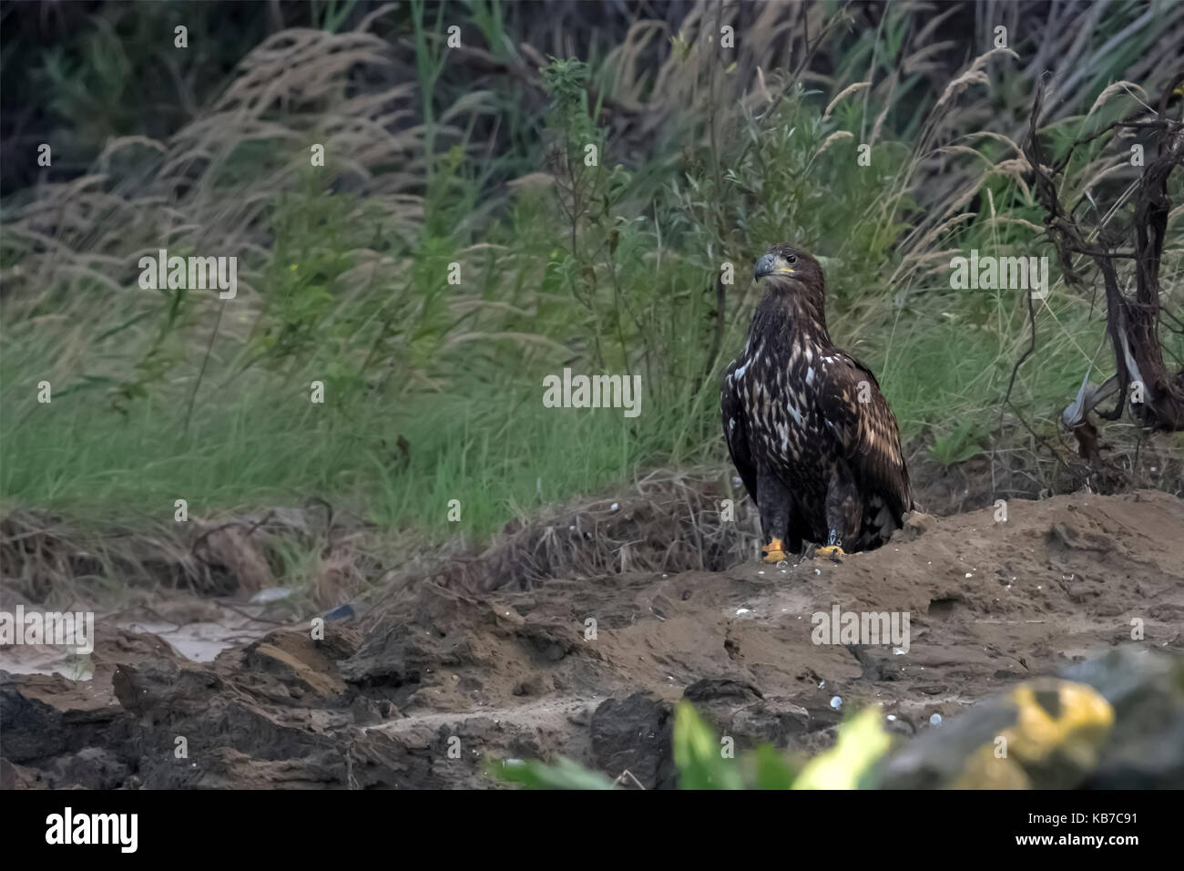 juvenile White-tailed Eagle (Haliaeetus albicilla ) perched on the ground, the netherlands, overijssel, Kampen, Ketelmeer Stock Photo