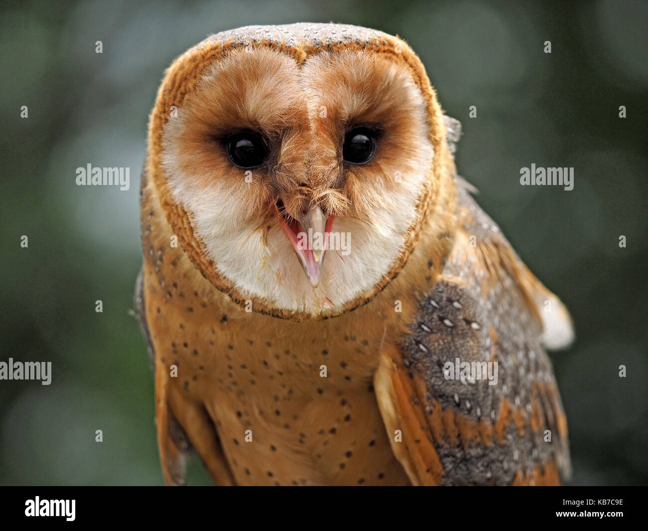 Captive dark phase Barn Owl (Tyto alba), at a falconry centre in England Stock Photo