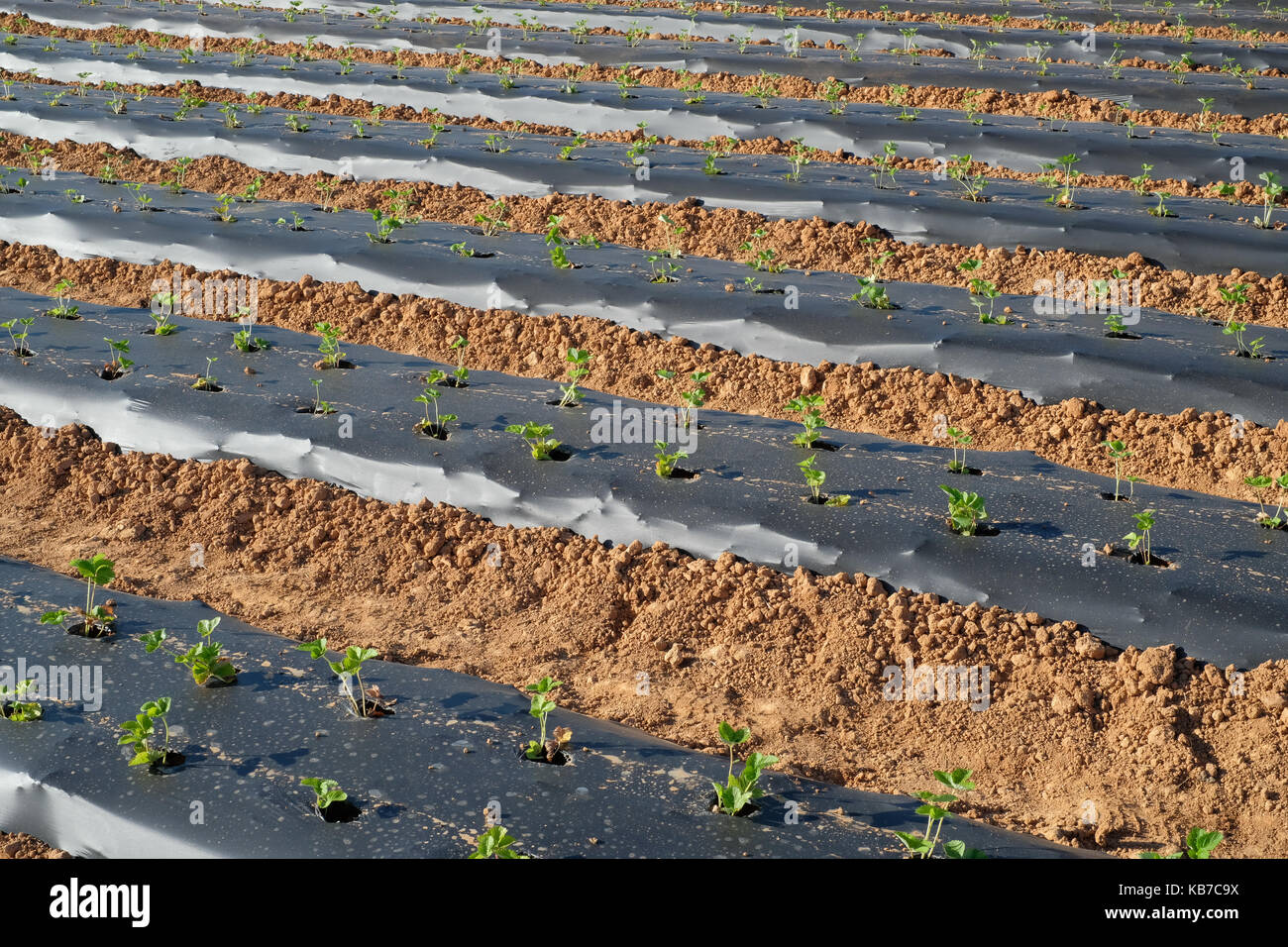 Young strawberry plants in rows at strawberry You pick farm Stock Photo ...