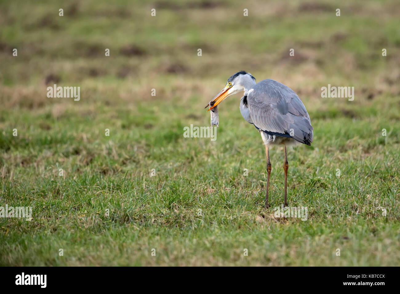 Grey Heron (Ardea cinerea) caught a mouse in a meadow, The Netherlands, IJssel Stock Photo