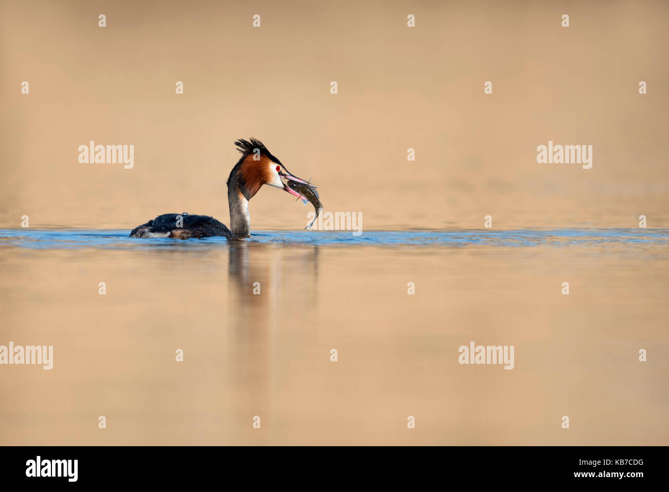 Great Crested Grebe (Podiceps cristatus) swimming in calm water in the golden hour with a fish, The Netherlands, Flevoland, Vossemeer Stock Photo