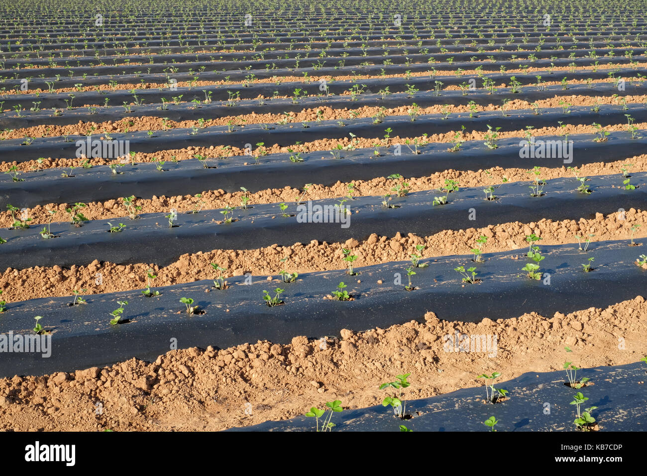 Young strawberry plants in rows at strawberry You pick farm Stock Photo ...