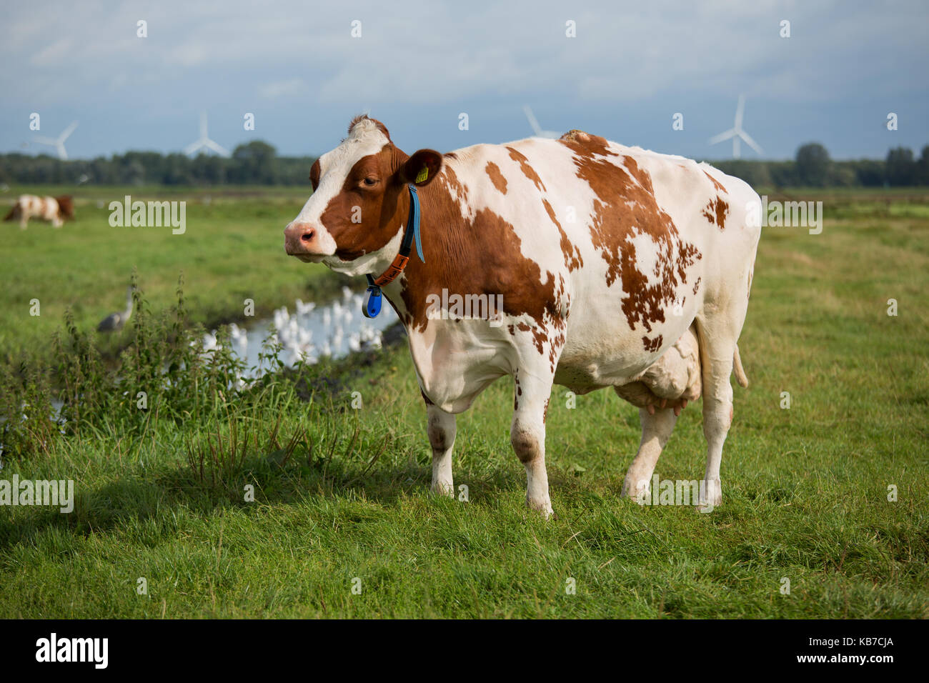 Holstein Friesian Cow