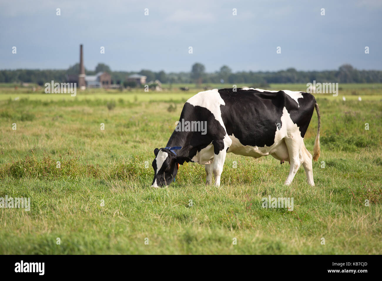 Holstein Friesian cow (Bos taurus domesticus) grazing in meadow, The