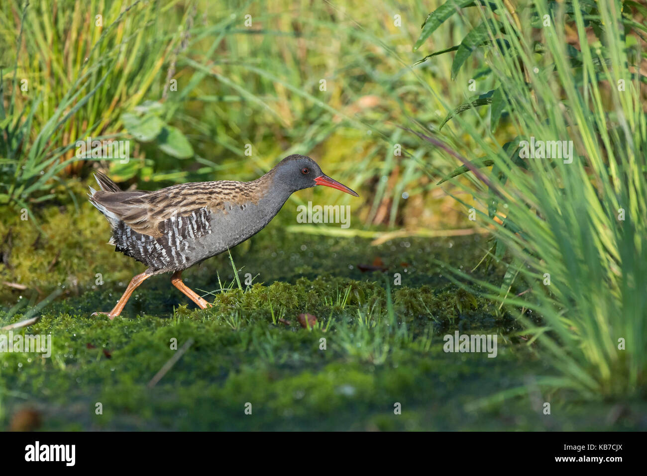 Water Rail (Rallus aquaticus) running in a bog lake with grass and Peat Moss (Sphagnum sp), The Netherlands, Drenthe, Bargerveen National Park Stock Photo