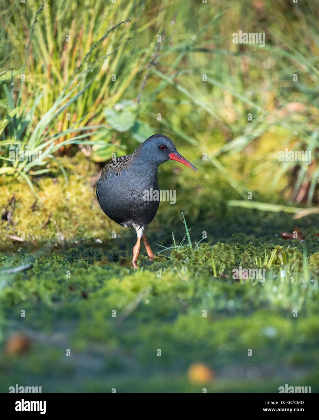 Water Rail (Rallus aquaticus) wading cautiously in a bog lake with grass and Peat Moss (Sphagnum sp), The Netherlands, Drenthe, Bargerveen National Park Stock Photo