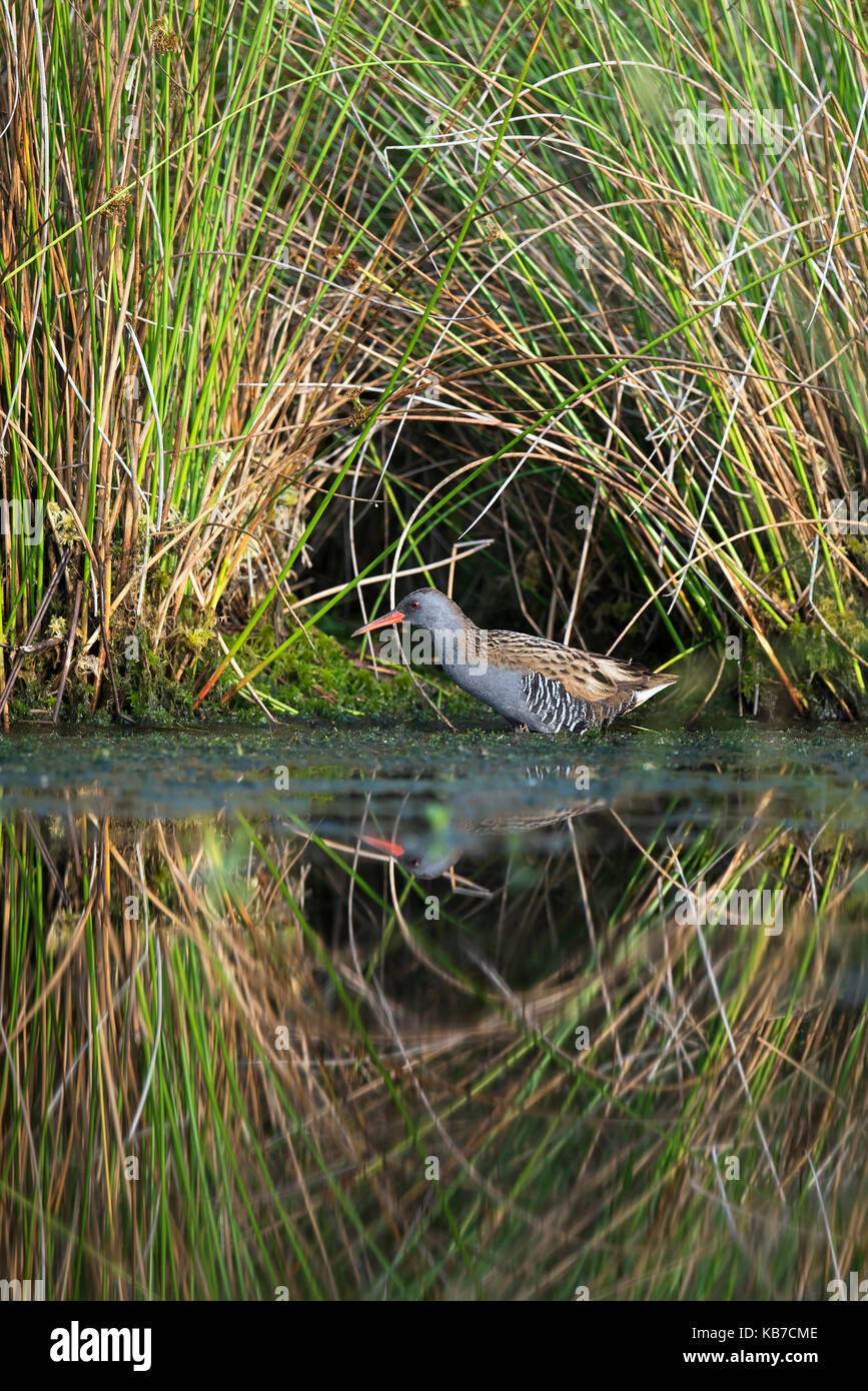 Water Rail (Rallus aquaticus) wading in a bog lake with Soft Rush (Juncus effusus) reflection, The Netherlands, Drenthe, Bargerveen National Park Stock Photo