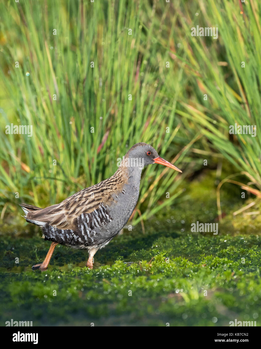 Water Rail (Rallus aquaticus) standing in a bog lake with grass and Peat Moss (Sphagnum sp), The Netherlands, Drenthe, Bargerveen National Park Stock Photo